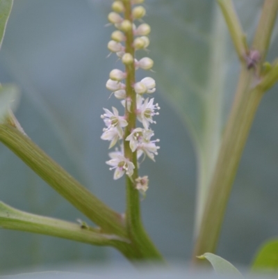 Phytolacca octandra (Inkweed) at Surf Beach, NSW - 3 May 2020 by LyndalT