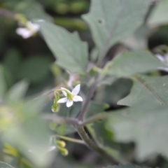 Solanum opacum (Dark Nightshade) at Surf Beach, NSW - 3 May 2020 by LyndalT