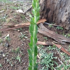 Acacia paradoxa (Kangaroo Thorn) at Majura, ACT - 3 May 2020 by JanetRussell