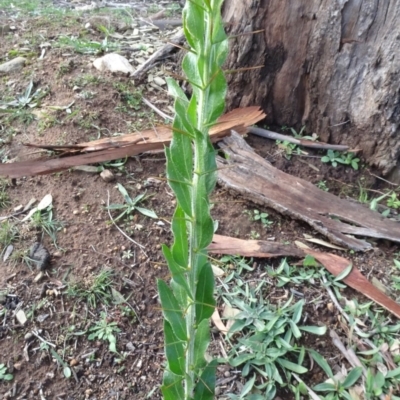 Acacia paradoxa (Kangaroo Thorn) at Majura, ACT - 3 May 2020 by JanetRussell