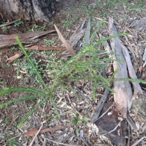 Acacia paradoxa at Majura, ACT - 3 May 2020