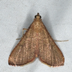Endotricha ignealis (A Pyralid moth (Endotrichinae)) at Rosedale, NSW - 16 Nov 2019 by jb2602
