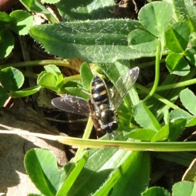 Melangyna viridiceps (Hover fly) at Mount Ainslie - 3 May 2020 by JanetRussell