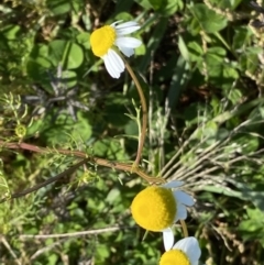 Matricaria chamomilla (Chamomile Daisy) at Curtin, ACT - 6 May 2020 by RAllen
