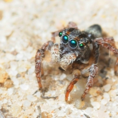 Maratus velutinus (Velvety Peacock Spider) at Murramarang National Park - 16 Nov 2016 by Harrisi