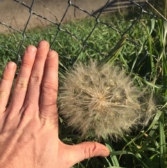 Tragopogon dubius (Goatsbeard) at Ainslie, ACT - 4 May 2020 by WalterEgo