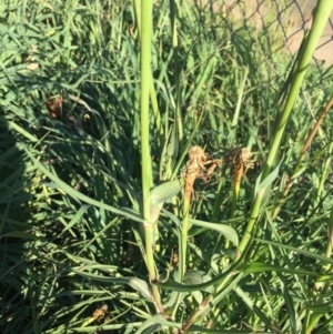 Tragopogon dubius at Ainslie, ACT - 4 May 2020