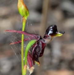 Caleana major (Large Duck Orchid) at Lower Boro, NSW - 16 Nov 2016 by Harrisi