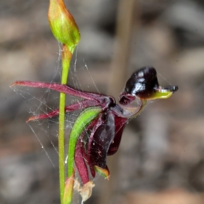 Caleana major (Large Duck Orchid) at Lower Boro, NSW - 16 Nov 2016 by Harrisi