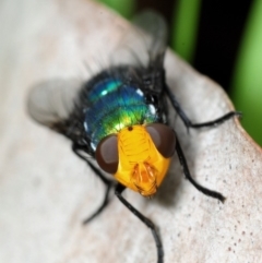 Amenia sp. (genus) (Yellow-headed Blowfly) at South Durras, NSW - 31 Dec 2016 by Harrisi