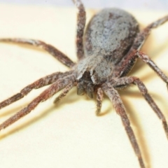 Argoctenus sp. (genus) (Wandering ghost spider) at Throsby, ACT - 2 Oct 2016 by Harrisi