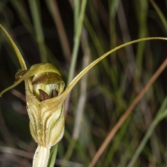 Diplodium laxum (Antelope greenhood) at Hawker, ACT - 1 May 2020 by DerekC