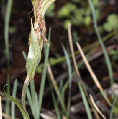 Diplodium sp. (A Greenhood) at Hawker, ACT - 1 May 2020 by DerekC