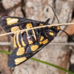 Amata (genus) (Handmaiden Moth) at Crace, ACT - 5 Apr 2020 by DerekC