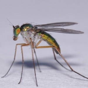 Austrosciapus sp. (genus) at Evatt, ACT - 19 Nov 2016