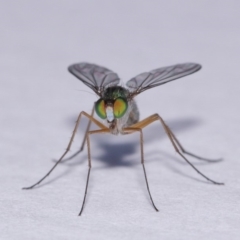 Austrosciapus sp. (genus) at Evatt, ACT - 19 Nov 2016