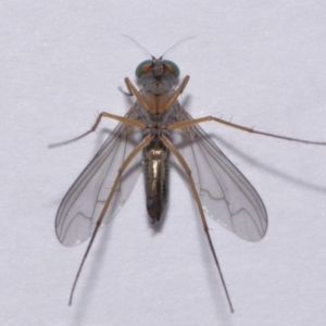 Austrosciapus sp. (genus) at Evatt, ACT - 19 Nov 2016 05:03 PM