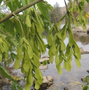 Acer negundo at Tuggeranong DC, ACT - 15 Jan 2020