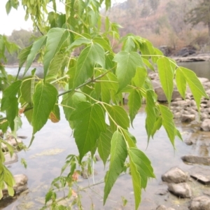 Acer negundo at Tuggeranong DC, ACT - 15 Jan 2020