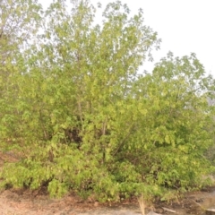 Acer negundo at Tuggeranong DC, ACT - 15 Jan 2020