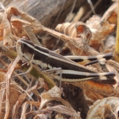 Macrotona australis (Common Macrotona Grasshopper) at Tuggeranong DC, ACT - 15 Jan 2020 by MichaelBedingfield