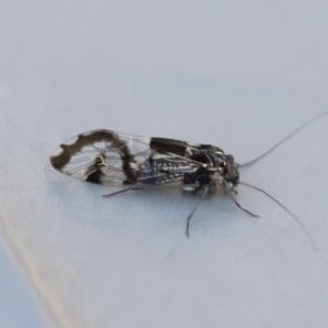 Psocodea 'Psocoptera' sp. (order) at Illilanga & Baroona - 3 May 2020