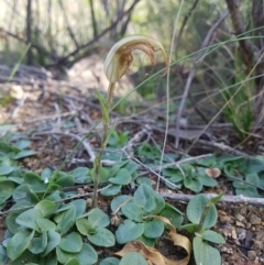 Diplodium ampliatum (Large Autumn Greenhood) at Kambah, ACT - 4 May 2020 by rangerstacey