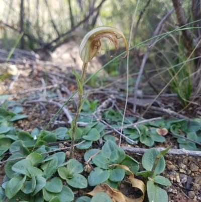 Diplodium ampliatum (Large Autumn Greenhood) at Kambah, ACT - 4 May 2020 by rangerstacey