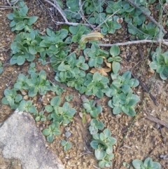 Diplodium ampliatum at Kambah, ACT - suppressed