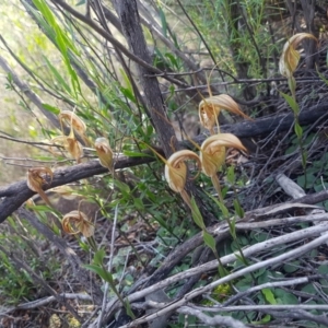 Diplodium ampliatum at Kambah, ACT - suppressed