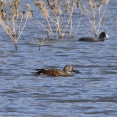 Spatula rhynchotis (Australasian Shoveler) at Michelago, NSW - 27 Apr 2020 by Illilanga