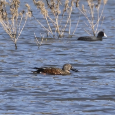 Spatula rhynchotis (Australasian Shoveler) at Michelago, NSW - 27 Apr 2020 by Illilanga