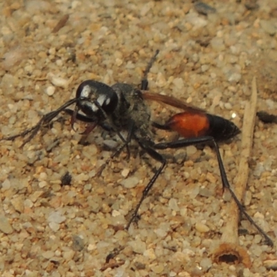 Podalonia tydei (Caterpillar-hunter wasp) at Bullen Range - 15 Jan 2020 by michaelb
