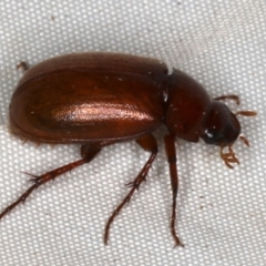 Melolonthinae sp. (subfamily) (Cockchafer) at Rosedale, NSW - 15 Nov 2019 by jb2602