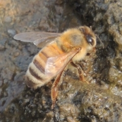 Apis mellifera (European honey bee) at Tuggeranong DC, ACT - 15 Jan 2020 by michaelb