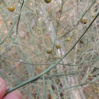 Asparagus officinalis (Asparagus) at Tuggeranong DC, ACT - 15 Jan 2020 by michaelb