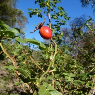 Rosa rubiginosa (Sweet Briar, Eglantine) at Tuggeranong Hill - 5 May 2020 by Owen