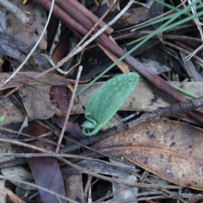 Glossodia major (Wax Lip Orchid) at Hackett, ACT - 4 May 2020 by petersan