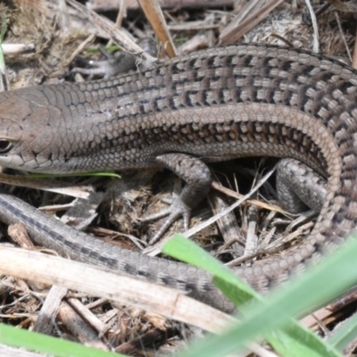Carlia tetradactyla (Southern Rainbow Skink) at Dunlop, ACT - 5 May 2020 by BrianLR