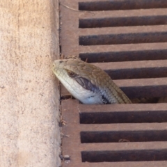 Tiliqua scincoides scincoides (Eastern Blue-tongue) at Bega, NSW - 5 May 2020 by MatthewHiggins