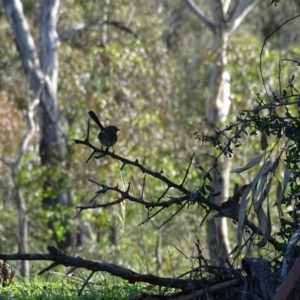 Malurus cyaneus at Symonston, ACT - 3 May 2020