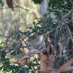 Malurus cyaneus at Symonston, ACT - 3 May 2020