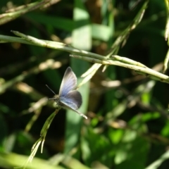 Zizina otis (Common Grass-Blue) at Jerrabomberra, ACT - 4 May 2020 by Mike