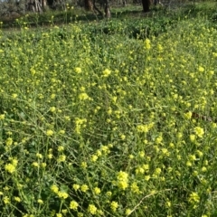 Hirschfeldia incana (Buchan Weed) at Jerrabomberra, ACT - 4 May 2020 by Mike