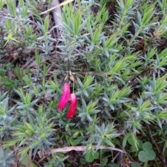 Styphelia humifusum (Cranberry Heath) at Isaacs Ridge and Nearby - 4 May 2020 by Mike