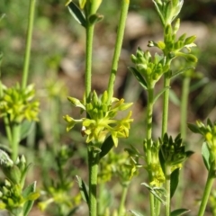 Pimelea curviflora at Isaacs Ridge - 4 May 2020