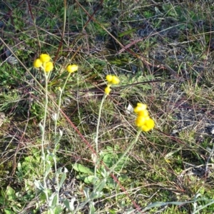 Chrysocephalum apiculatum at Jerrabomberra, ACT - 4 May 2020