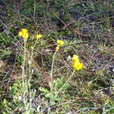 Chrysocephalum apiculatum (Common Everlasting) at Jerrabomberra, ACT - 4 May 2020 by Mike