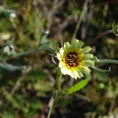 Tolpis barbata (Yellow Hawkweed) at Isaacs Ridge and Nearby - 4 May 2020 by Mike