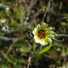 Tolpis barbata (Yellow Hawkweed) at Isaacs Ridge - 4 May 2020 by Mike